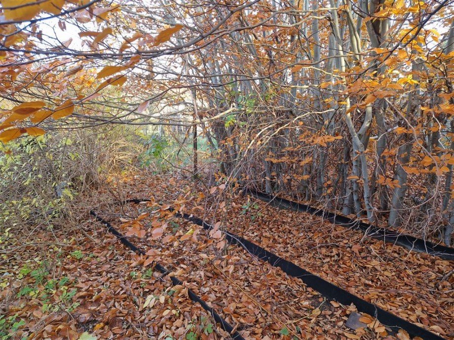Garten2 Doppelhaushälfte Dommitzsch