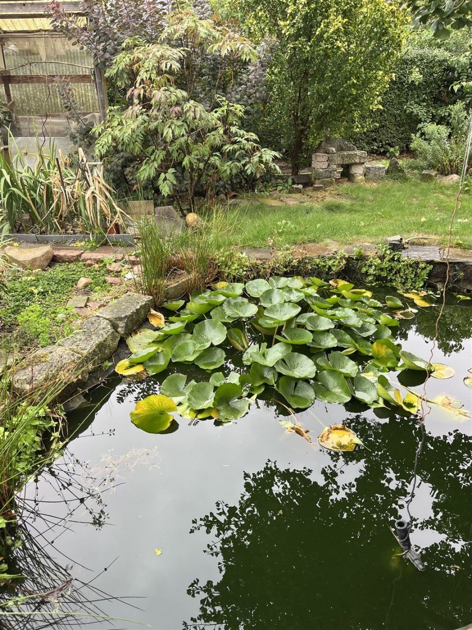 Garten mit Teich Doppelhaushälfte Zwethau